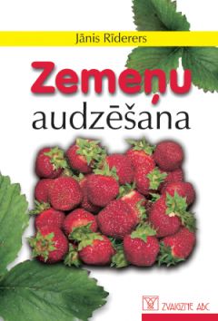 Zemeņu audzēšana