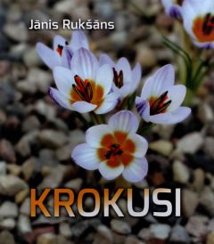 Krokusi
